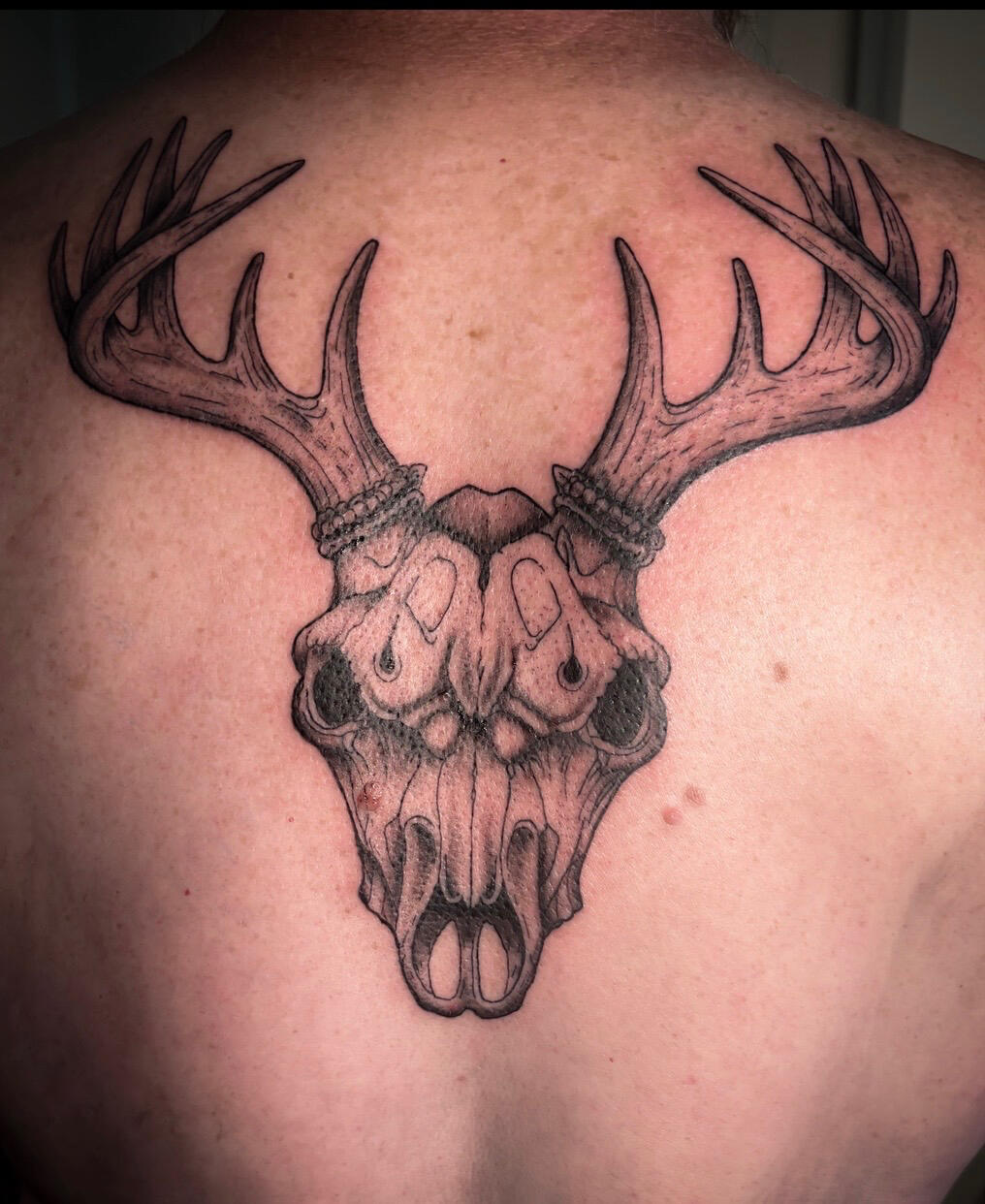 Black and Grey Deer Skull